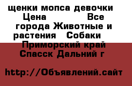 щенки мопса девочки › Цена ­ 25 000 - Все города Животные и растения » Собаки   . Приморский край,Спасск-Дальний г.